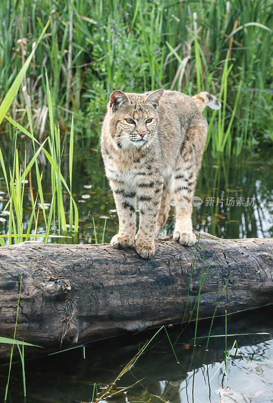 山猫(Lynx rufus)，也被称为红山猫，是一种中型猫，原产于北美。它的分布范围从加拿大南部到美国大部分地区，再到墨西哥的瓦哈卡州。蒙大拿东冰川。站在水里的圆木上。